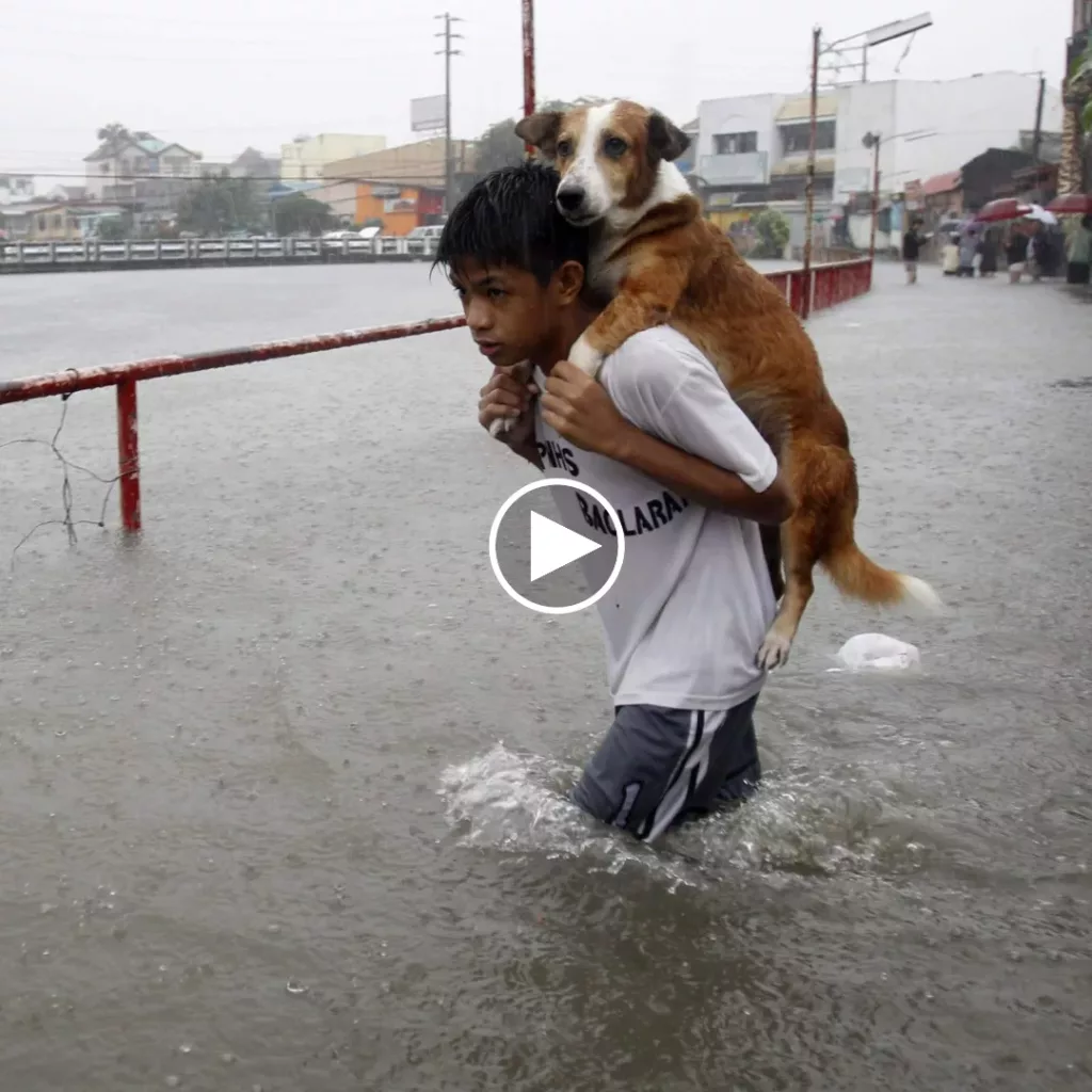 Fearless Child Rescues Stranded Pooch: Braving Treacherous Waters for a Heartwarming Reunion