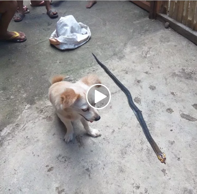 “A Loyal Canine Defeats Deadly Cobra to Protect Owner and Brings Emotional Response”