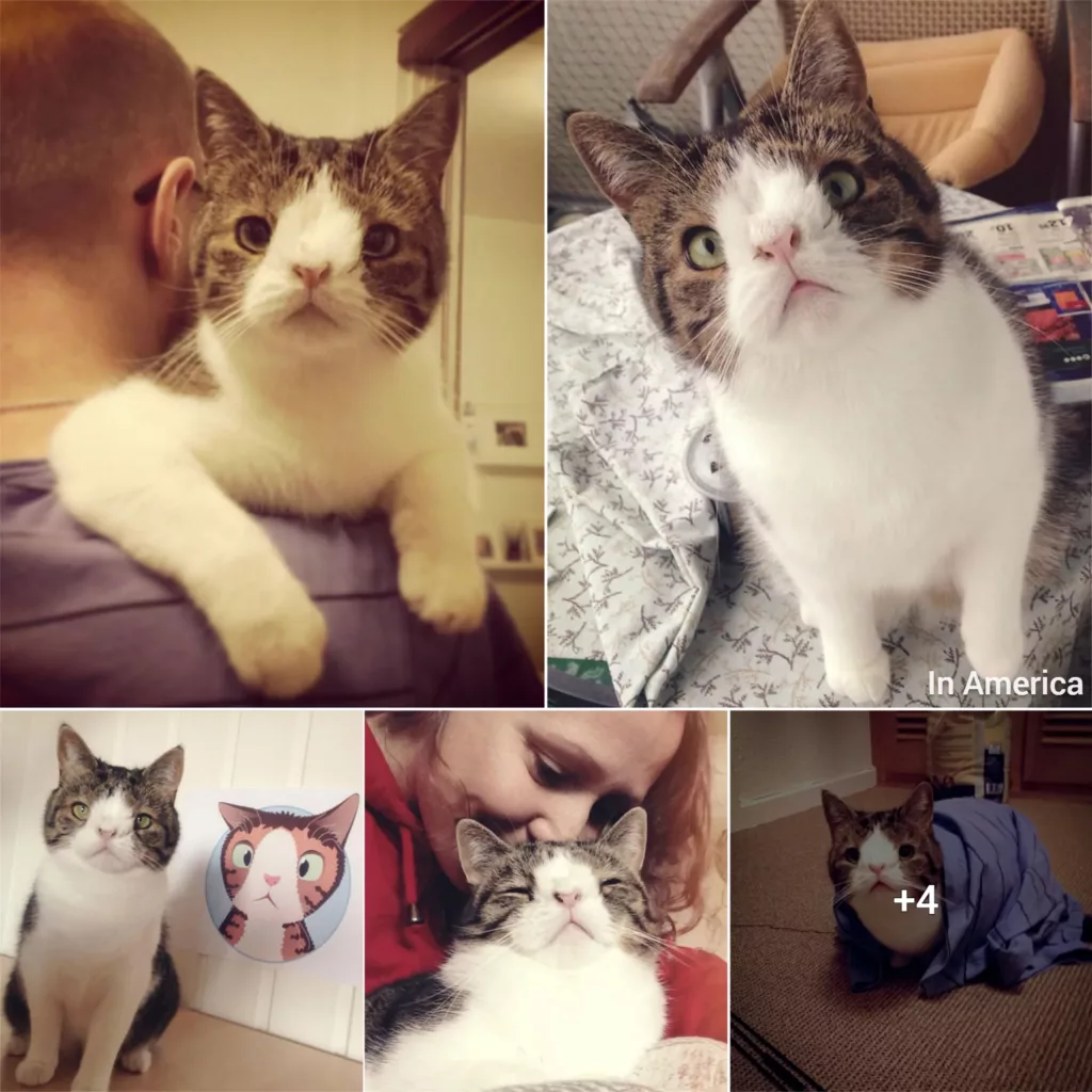 Introducing Monty: The Cute Feline with a Distinctive Visage