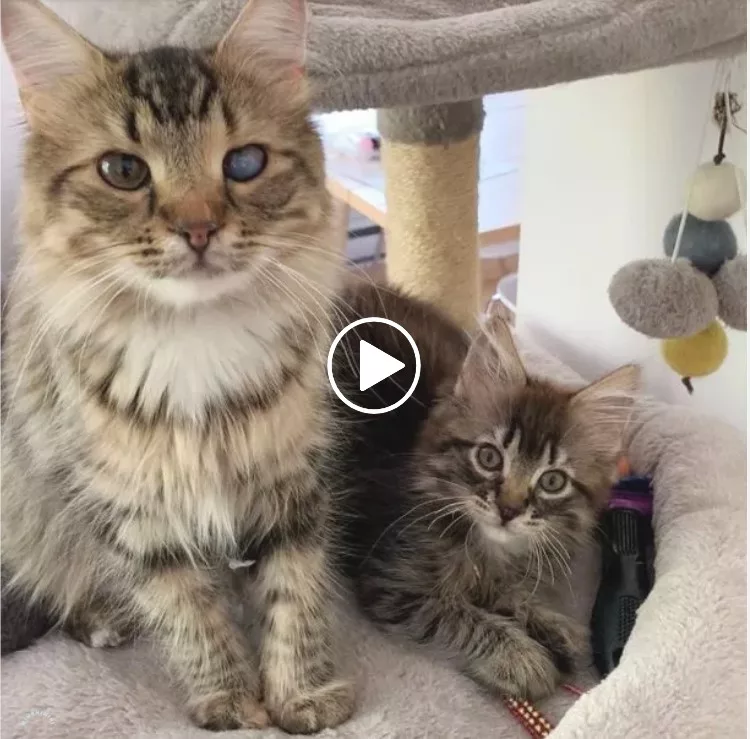 The Heartwarming Tale of a One-eyed Feline and Her Adorable Kitten: A Story of Resilience and Unconditional Love in Their Cozy Abode.