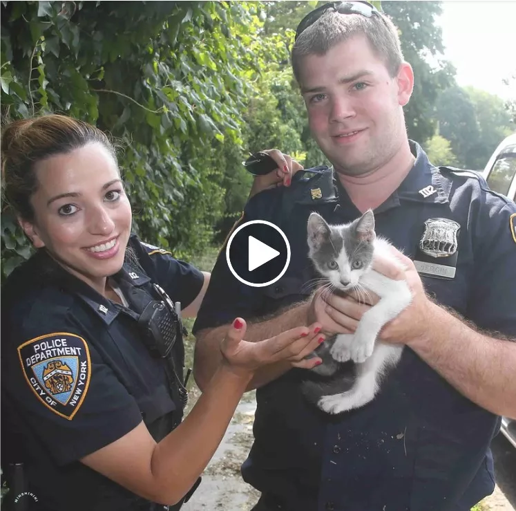 “A Feline Rescue Sparks a Heartwarming Adoption Tale as a Cop Finds Love with a Trapped Kitten in a Car Engine”