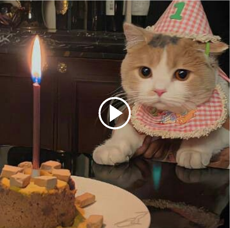 “Feline Fun: Celebrating 3 Months with Our Cute Cat and Memorable Moments”