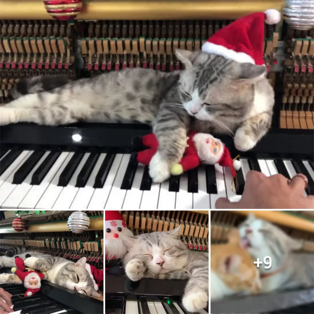 “Meowsical Birthday Bash: Honoring Haburu, The Feline YouTube Star with a Talent for Tinkling the Ivories”