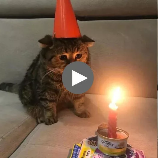 “A Cat’s Birthday Woes: A Hilarious Meme Design for Feline Lovers”