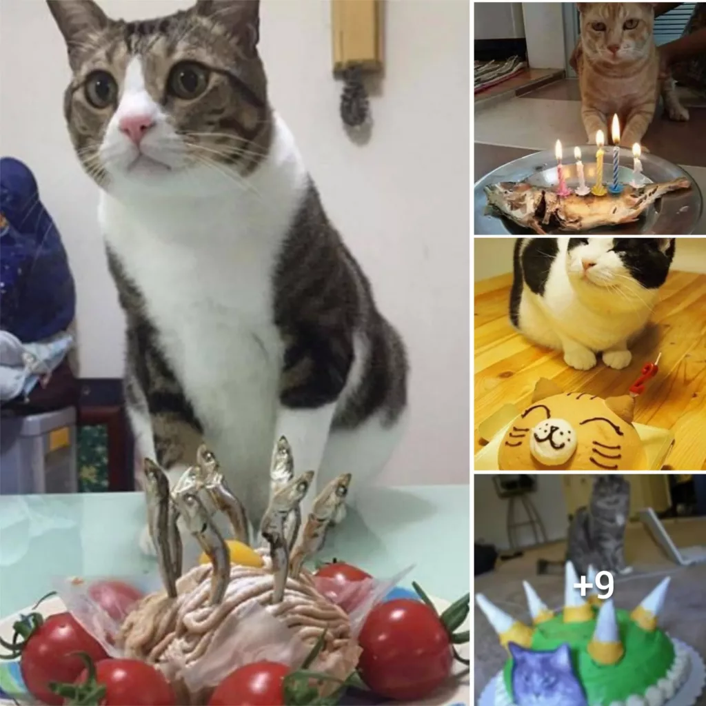 “Feline Festivities: The Adorable and Hilarious Reactions of Cats on Their Birthday Cake”