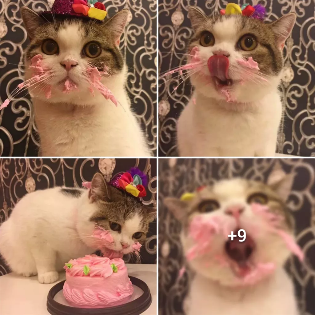 How a Cat Got Caught Red-Pawed Eating Birthday Cake – A Cute Tale of Feline Mischief